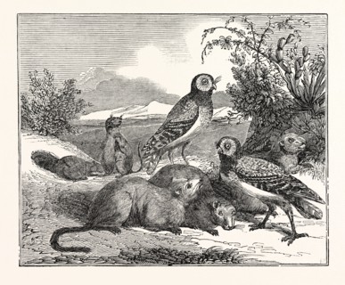 Burrowing-Owls and Prairie-Dogs