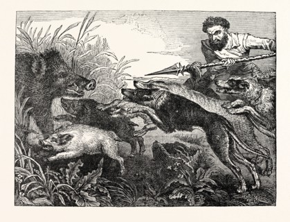 Wild Boar-Hunting