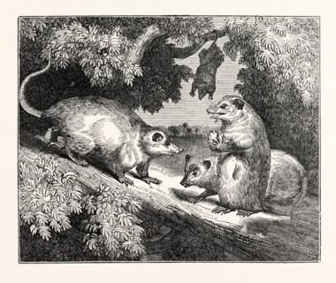 MALE AND FEMALE OPOSSUMS