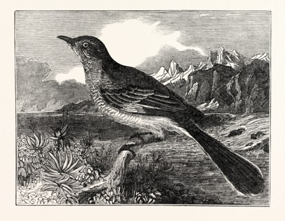 The Mocking-Bird