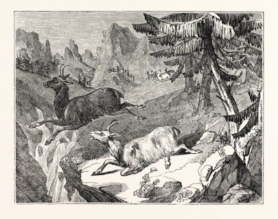 Hunting the Chamois