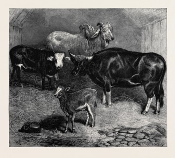 NOTES AT THE ZOOLOGICAL GARDENS, BRAHMIN BULL, GAYAL COW, AND HYBRID HEIFER AND CALF