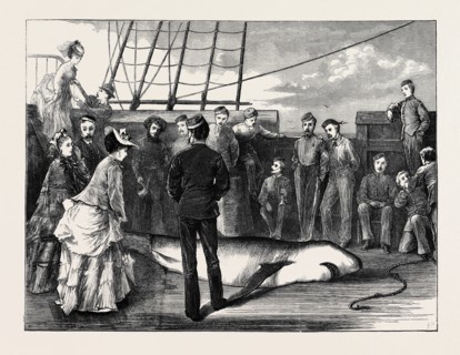 CAPTURE OF A SHARK IN THE TROPICS