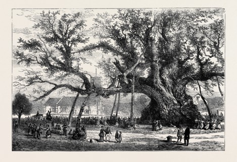 THE COWTHORPE OAK, NEAR WETHERBY, THE OLDEST OAK IN ENGLAND