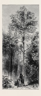THE CINCHONA PLANTATIONS AT DARJEELING, BENGAL: CINCHONA SUCCIRUBRA, 30 FEET HIGH