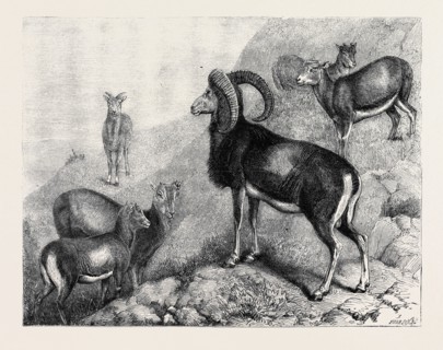 NOTES AT THE ZOOLOGICAL GARDENS, LONDON: CORSICAN MOUFFLONS