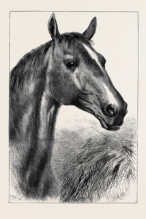 HEAD OF "RONALD," LORD CARDIGAN'S BALACLAVA CHARGER