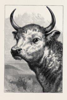 HEAD OF THE CHILLINGHAM WILD BULL, SHOT BY H.R.H. THE PRINCE OF WALES