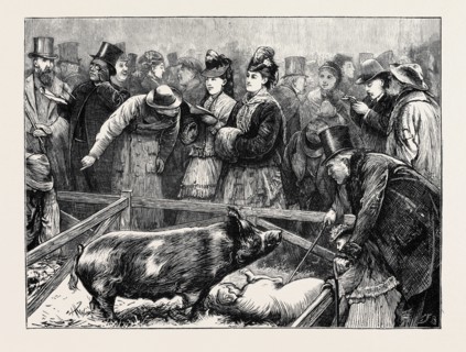 VISITORS AT THE CATTLE SHOW: A PIG PEN