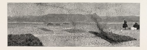THE LOCUST PLAGUE IN NORTHERN INDIA: VILLAGERS DRIVING A FLIGHT OF LOCUSTS FROM THE CROPS