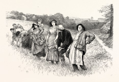 TESS OF THE D'URBERVILLES: "This here stooping do fairly make my back open and shut," exclaimed the