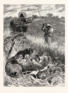A RUDE AWAKENING: AN INCIDENT OF SOUTH AFRICAN TRAVEL, "Raising his giant ox-whip, he brought it