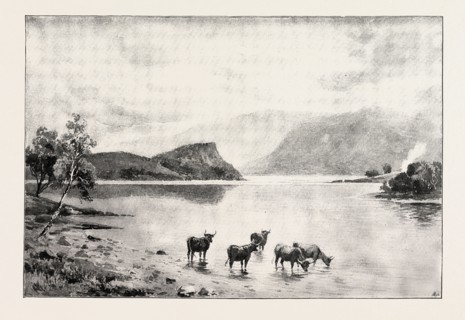 HIGHLAND CATTLE AMONG THE ISLANDS IN LOCH LOMOND