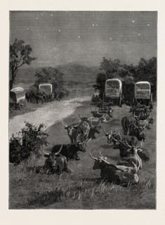 LORD RANDOLPH CHURCHILL IN SOUTH AFRICA, THE OXEN OUTSPANNED IN CAMP