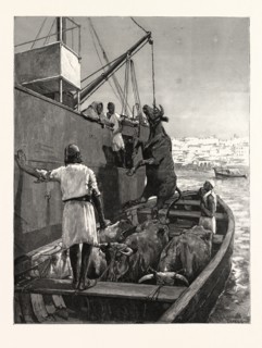 THE CATTLE TRADE, LANDING BULLOCKS AT TANGIER, MOROCCO
