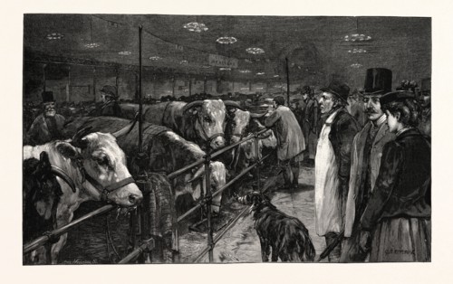 THE SMITHFIELD CLUB CATTLE SHOW AT THE AGRICULTURAL HALL