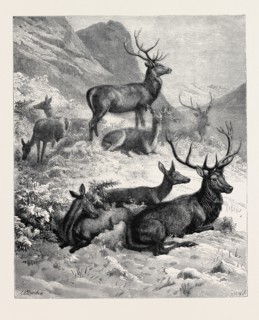 DEER ON A SUNNY HILL SIDE IN THE HIGHLANDS