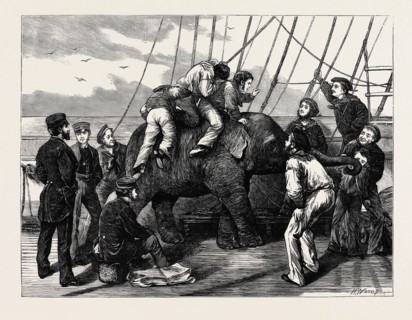 "TOM," THE DUKE OF EDINBURGH'S ELEPHANT
