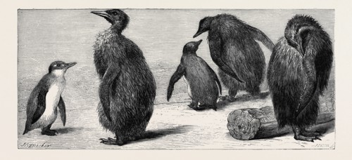 THE KING PENGUIN, AT THE ZOOLOGICAL GARDENS, LONDON