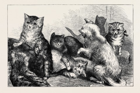 KITTENS AT THE CRYSTAL PALACE CAT SHOW
