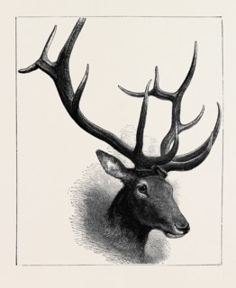 HEAD OF A WAPITI DEER, NORTH AMERICA