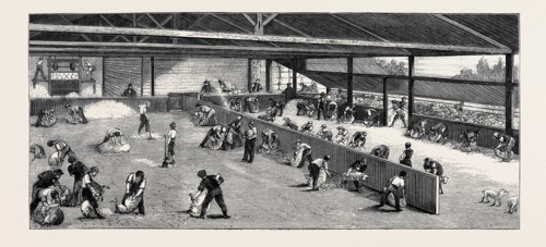 SCENE AT AN AUSTRALIAN SHEEP STATION, COLLAROY, NEW SOUTH WALES: SHEARING THE SHEEP