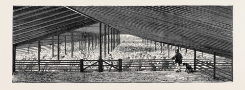 SCENE AT AN AUSTRALIAN SHEEP STATION, COLLAROY, NEW SOUTH WALES: THE DRYING FLOOR IN THE SHEARING