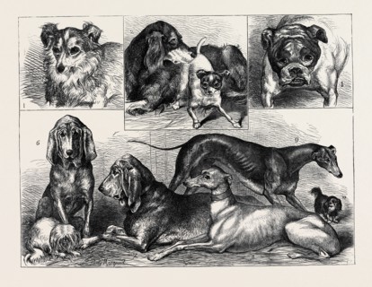 PRIZE DOGS AT THE CRYSTAL PALACE SHOW: 1. "MYRTLE," SHEEPDOG, SECOND PRIZE; 2. "LANG," SETTER,