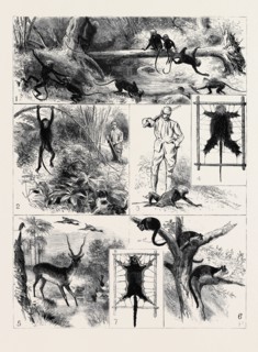 INDIA, SHOOTING EXCURSION IN MALABAR, MADRAS PRESIDENCY: 1. Black Monkeys: A Liquor-up Before