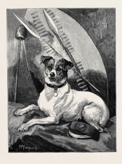 "TOTTIE," A REGIMENTAL PET