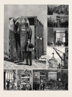 THE REMOVAL OF JUMBO, ON THE WAY TO THE DOCKS: 1. Through his Box at Last; 2. Visitors Inscribing