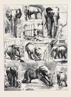 THE ATTEMPTED REMOVAL OF "JUMBO" FROM THE ZOOLOGICAL GARDENS: 1. "Jumbo" En Route from his House to
