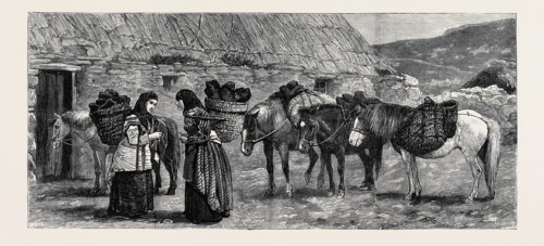 THE DUKE OF EDINBURGH IN THE SHETLAND ISLANDS: SHETLAND PONIES