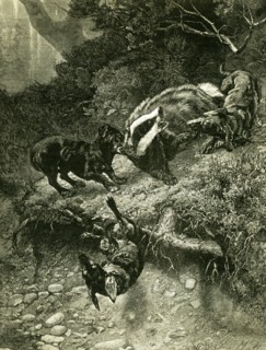 Badger, Austria, 1891