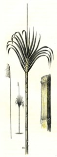Gynerium Saccharoides, 1869, Peru