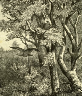 Wood, Bird, 1891, Austria