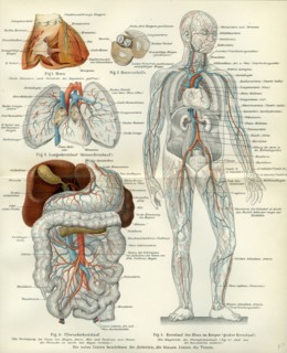 Blood vessels, 19th century, medical, biology, human body, intestines