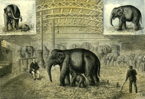 Philadelphia; U.S.A.; 1880; baby elephant; the first elephant born in captivity; United States;