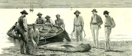 Caribbean Sea, 1885, Shark Fishing, Fish