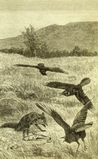 Hunt, Fox, Austria, 1891