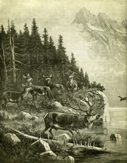 Hunt, Austria, Deer, 1891
