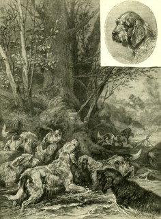 Dogs, Hunting, Austria, 1891