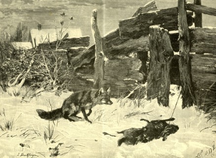 Fox, Hunt, Austria, 1891
