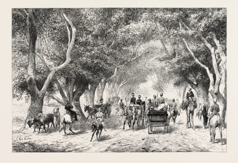 The avenue at Shoobra,  Egypt, engraving 1879