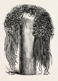 OLD EGYPTIAN LADY'S WIG, IN THE BRITISH MUSEUM.  Egypt, engraving 1879