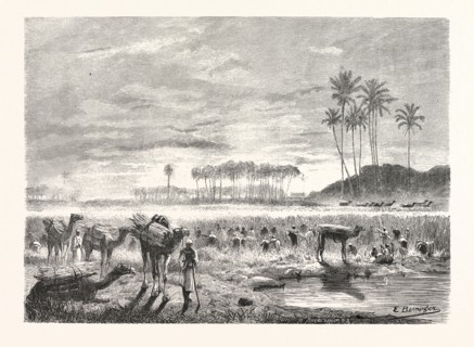 SUGAR-CANE HARVEST. Egypt, engraving 1879