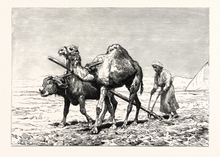 A FELLAH PLOUGHING. Egypt, engraving 1879