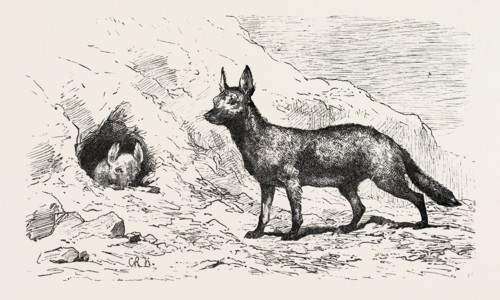 EGYPTIAN WOLF, DEEB. Egypt, engraving 1879