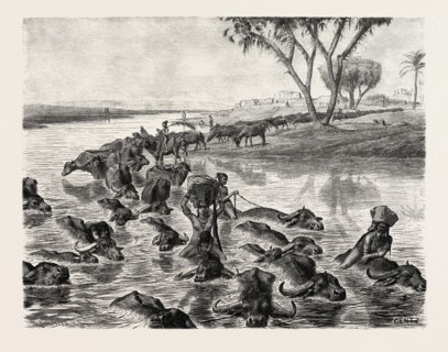 BUFFALOES WATERED IN THE NILE. Egypt, engraving 1879