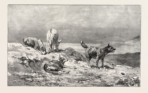 VILLAGE DOGS. Egypt, engraving 1879